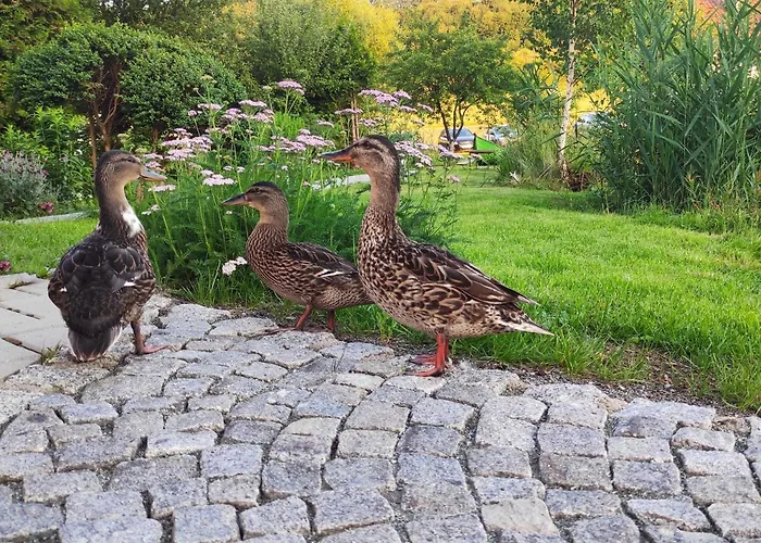 Semesterbostad Nad Rozlewiskiem Kudowa-Zdrój