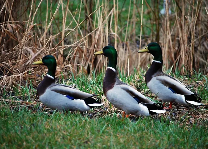 Nad Rozlewiskiem בית נופש *